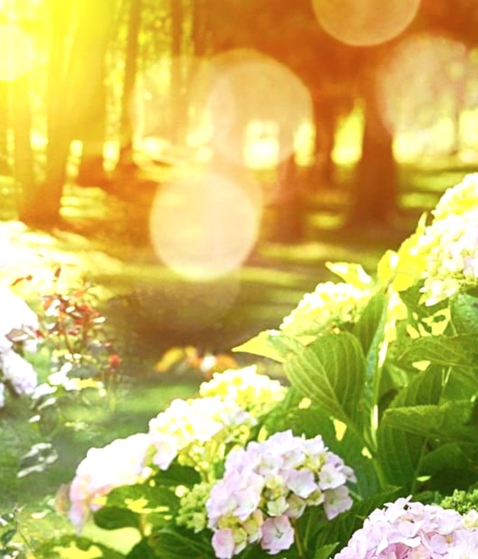 How To Solve Your Summer Gardening Problems