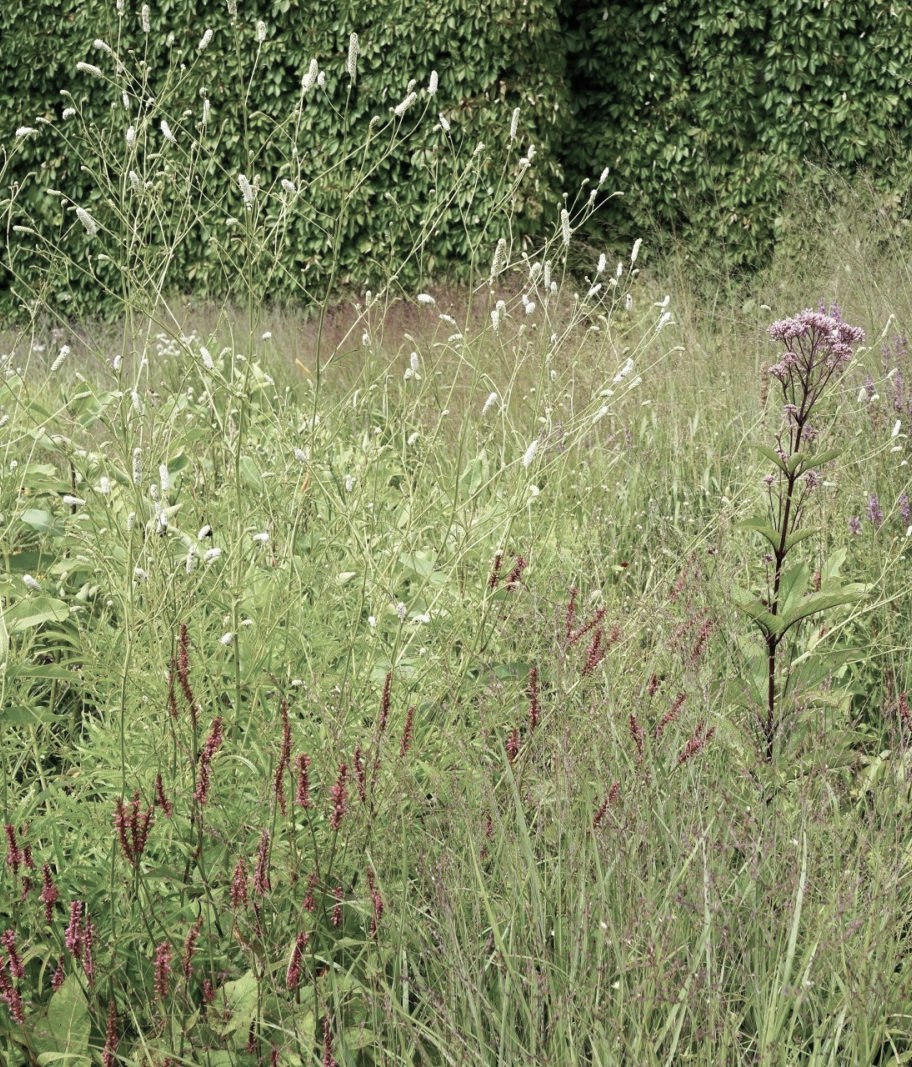Perennials & Inspiration