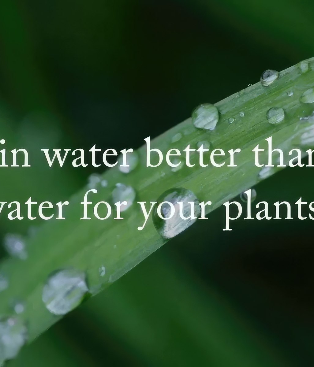 Rain Water vs Tap Water