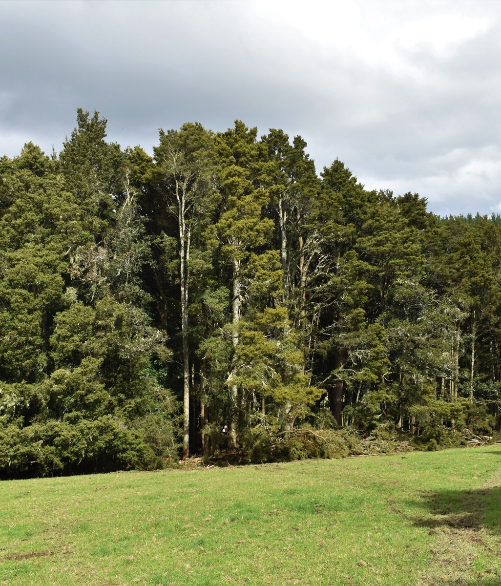 Tōtara, the new, sustainable native
