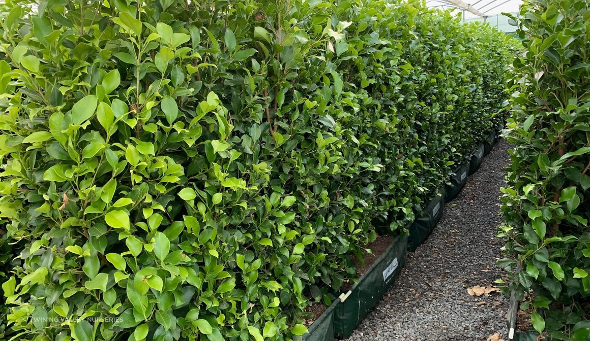 Ficus tuffi instant hedge | ArchiPro AU