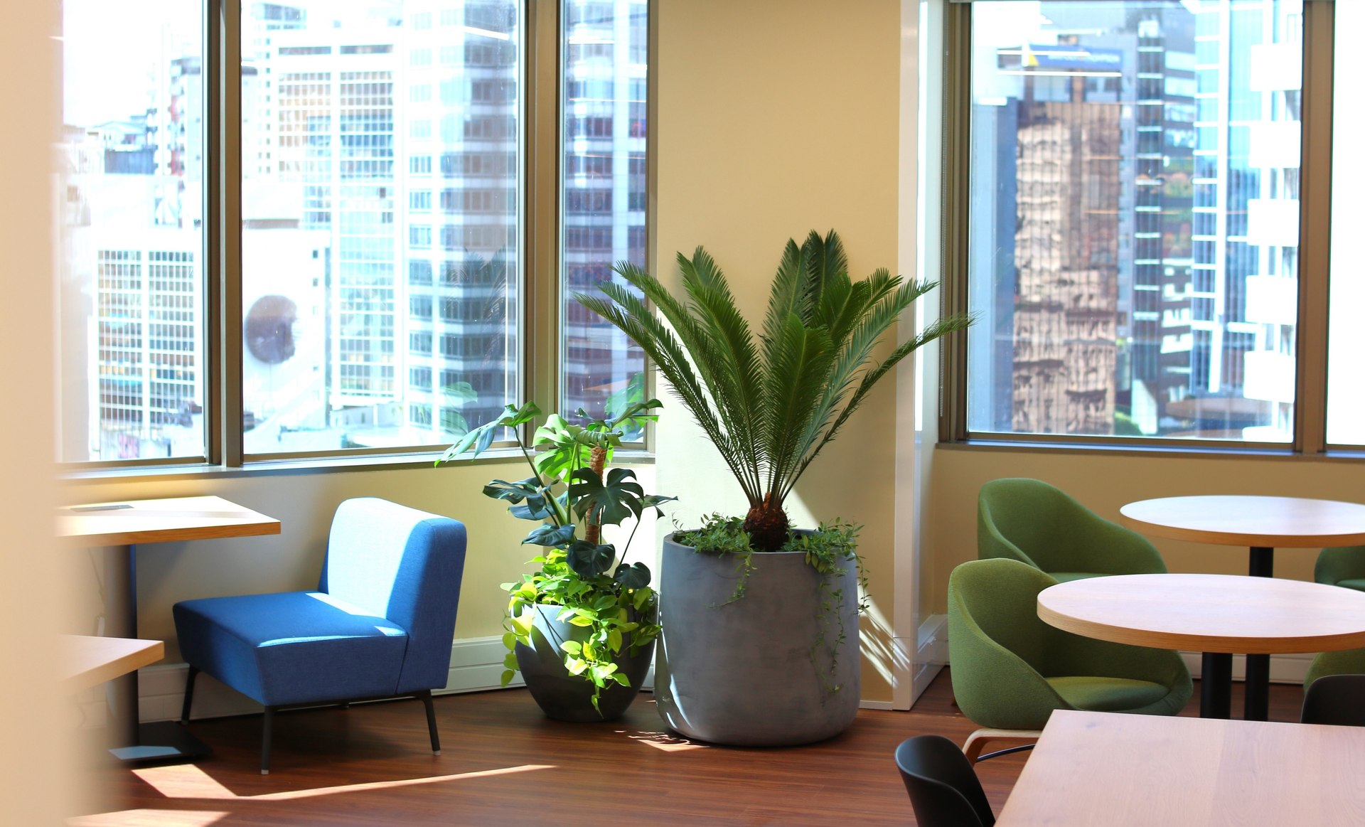 Indoor Plant Hire | Hire Plants