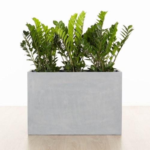 Concrete Auchenflower Trough