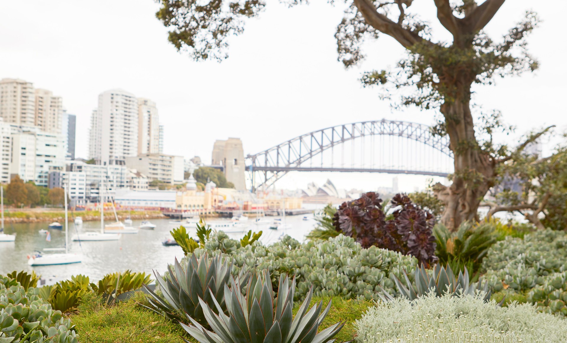 Lavender Bay