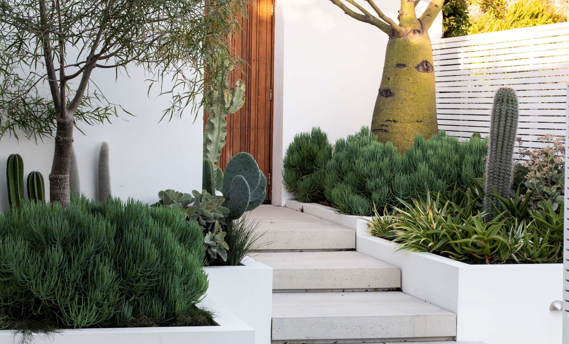 The Succulent Garden